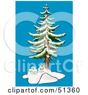 Poster, Art Print Of Evergreen In Winter