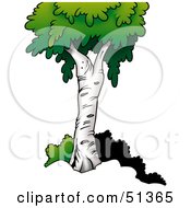 Poster, Art Print Of Mature Birch Tree