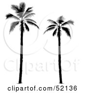 Poster, Art Print Of Two Tall Palm Tree Silhouettes