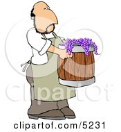 Man Harvesting Wine Grapes