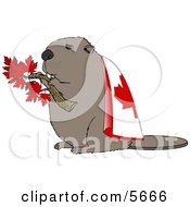 Canadian Beaver Holding Maple Tree Branch And Wearing Canada Flag