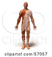 Royalty Free RF Clipart Illustration Of A 3d Muscle Male Body Character Facing Front Version 1
