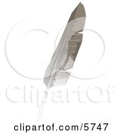 Poster, Art Print Of Gray And White Bird Feather