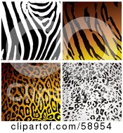 Poster, Art Print Of Digital Collage Of Four Zebra Tiger Leopard And Cheetah Print Backgrounds
