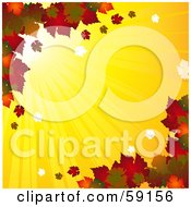 Background Of Bright Sun Shining Behind Fall Leaves