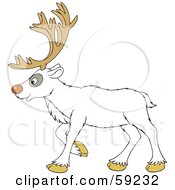 Walking White Reindeer In Profile