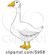 White Goose With Orange Bill And Feet Clipart Picture by djart