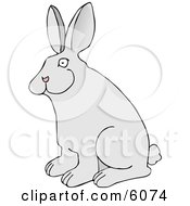 Pet Rabbit With Big Ears