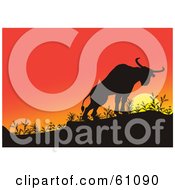 Poster, Art Print Of Silhouetted Bull Climbing A Hill Against An Orange Sunset