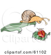 Poster, Art Print Of Brown Snail At The Tip Of A Leaf Looking Down At A Ladybug