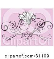 Royalty Free RF Clip Art Illustration Of A White Blooming Flower On A Black Scroll