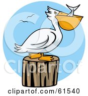 Poster, Art Print Of White Pelican Swallowing Fish And Resting On A Stump