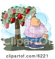 Chubby Boy Picking A Red Apple From An Apple Tree In An Orchard
