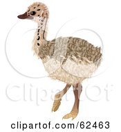 Royalty Free RF Clipart Illustration Of A Cute Baby Ostrich Bird by Pams Clipart