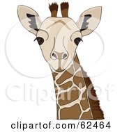 Poster, Art Print Of Curious Staring Giraffe Head