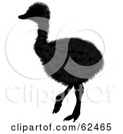 Poster, Art Print Of Furry Silhouetted Baby Ostrich Bird