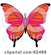 Poster, Art Print Of Beautiful Gradient Orange And Pink Butterfly