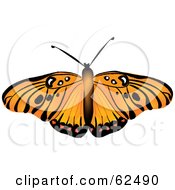 Poster, Art Print Of Beautiful Orange And Black Butterfly