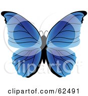 Poster, Art Print Of Beautiful Gradient Blue Butterfly