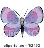 Poster, Art Print Of Beautiful Purple Butterfly