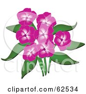 Poster, Art Print Of Beautiful Pink Phlox Flowers And Green Leaves