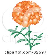 Glowing Orange Marigold Flower