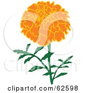 Pretty Orange Marigold Flower