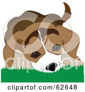 Cute Beagle Puppy In Grass