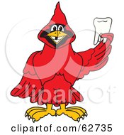 Red Cardinal Character School Mascot Holding A Tooth