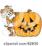 Tiger Character School Mascot With A Halloween Pumpkin