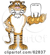 Tiger Character School Mascot Holding A Tooth by Mascot Junction