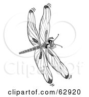 Poster, Art Print Of Black And White Dragonfly In Flight