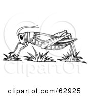 Black And White Grasshopper In Profile Over Grass
