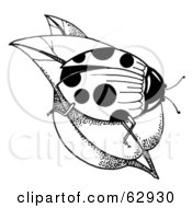 Royalty Free RF Clipart Illustration Of A Black And White Ladybug On Leaves by LoopyLand