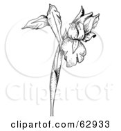 Poster, Art Print Of Black And White Iris Flower On A Tall Stem