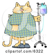 Orange Tabby Cat With An Iv Dispenser In A Hospital