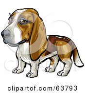 Poster, Art Print Of Friendly Basset Hound Dog