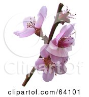 Poster, Art Print Of 3d Pink Cherry Blossoms