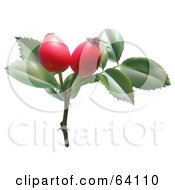 Royalty Free RF Clipart Illustration Of Red Hips On A Sweet Briar Plant