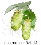 Royalty Free RF Clipart Illustration Of Two Green Common Hops Of The Humulus Lupulus Plant by dero