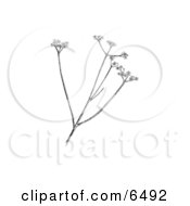 Harperella Ptilimnium Nodosum Plant Clipart by JVPD