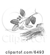 Adler Sadleria Plant Clipart