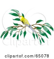 Royalty Free RF Clipart Illustration Of A Pale Headed Rosella Bird On A Branch