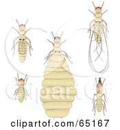 Digital Collage Of Termites