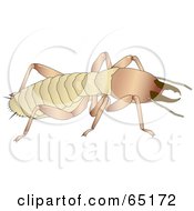 Poster, Art Print Of Crawling Termite