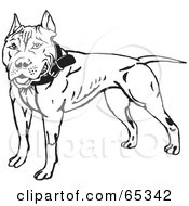 Poster, Art Print Of Friendly Black And White Pit Bull Terrier