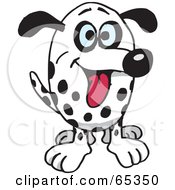 Poster, Art Print Of Friendly Dalmatian Dog Facing Front