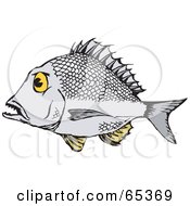 Profiled Bream Fish