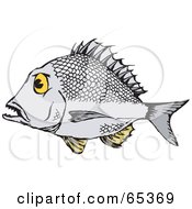 Poster, Art Print Of Profiled Bream Fish