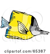Yellow Butterfly Fish With Blue Rear Fins